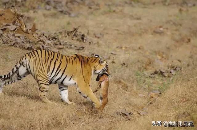 豹虎猫科动物图鉴，盘点所有猫科动物的杂交品种