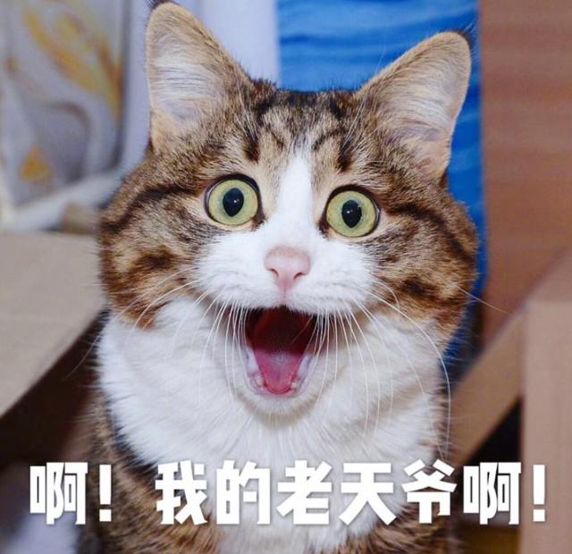 夏令营有什么项目，高校夏令营都做什么