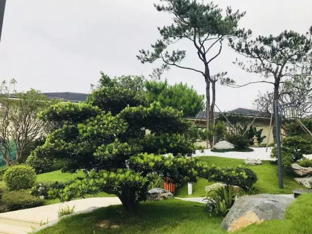 院子里种什么树可以招财进宝，5种树是院子里的