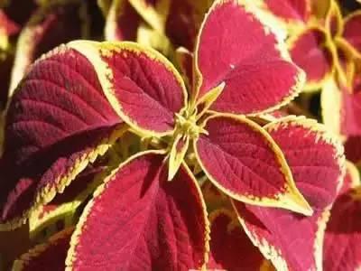 花语代表治愈的花，100种花的花语养养眼