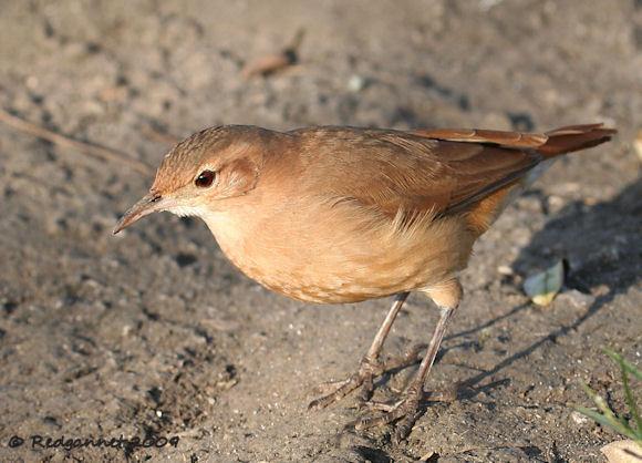 各国国鸟有哪些，世界各国国鸟大全