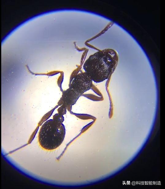 儿童科学探索显微镜，启发孩子科学探索思维