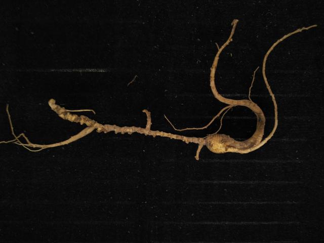 人参应该怎样吃才效果好，人参的吃法很重要