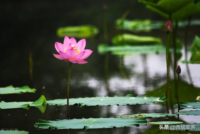 品读荷花散文，荷花散文（散文，孙澜僖：观荷）