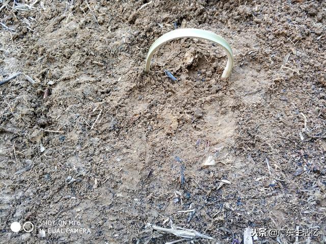 山鸡散养怎么建鸡舍，野外大山里套野山鸡