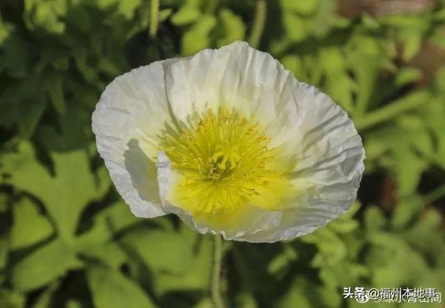 福州公园有什么花，6.5万花朵齐盛开