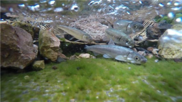 淡水鱼的种类图片，最常见的淡水鱼有哪些