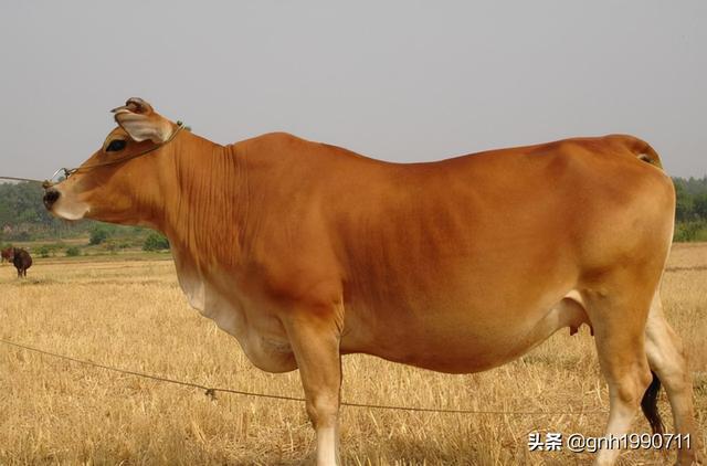 菏泽十大顶级美食，盘点菏泽地区历史悠久的6样特色美食名吃