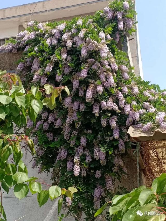 紫藤怎么养才能开花，不养一盆就太可惜了