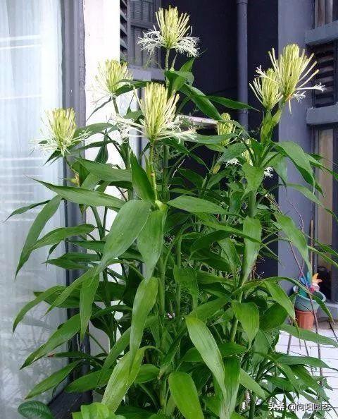 富贵竹开花图片，家里养了富贵竹开花了好吗