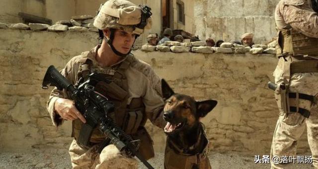 感动全球的几大狗狗电影，感动全球的九大狗狗电影