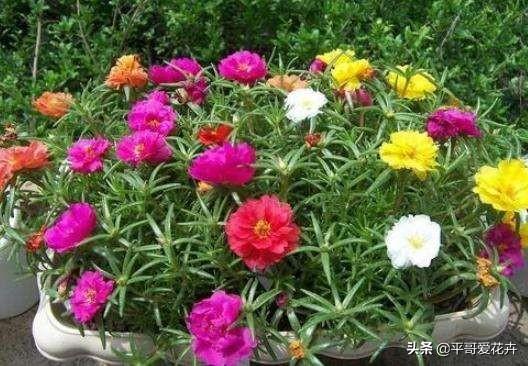 教师节送什么花给老师，教师节最好送什么花给老师