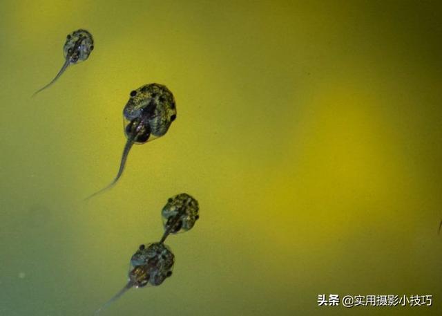 记住以下这几个微距小窍门，教你拍微距