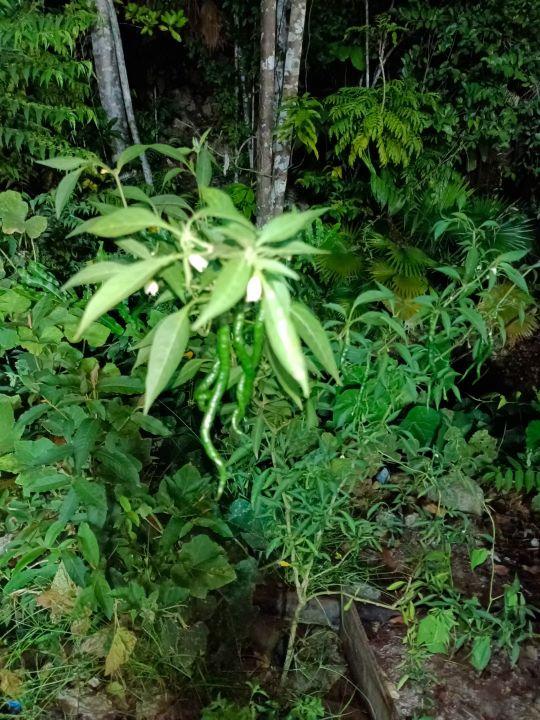 为什么很多人去印尼打工，记录印尼打工生活点滴