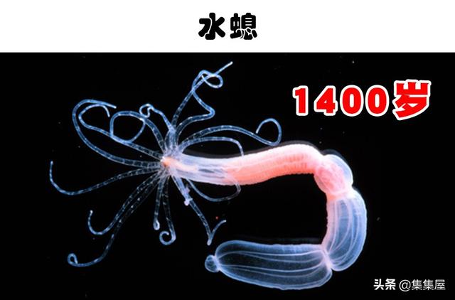 目前寿命最长的动物前十名，你知道哪种动物能活4000年吗