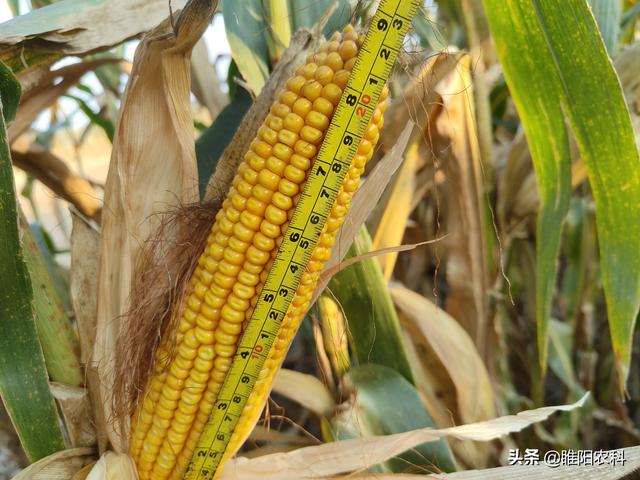 先玉335玉米种每亩产量有多少斤，玉米种子价格也涨了