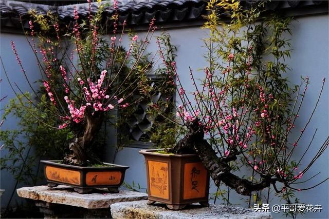 什么花最好养又好看又容易活，6种花号称十大名花