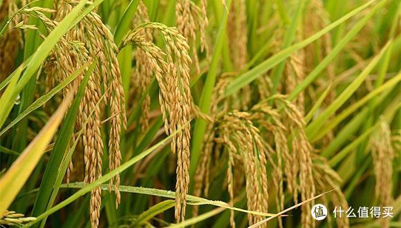 大米产地排行榜前十名测评，10种大米比较出名