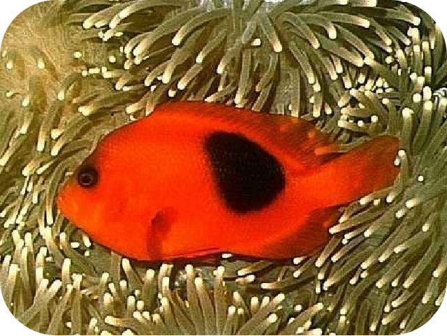 带你认识小丑鱼，小丑鱼是可爱的吗