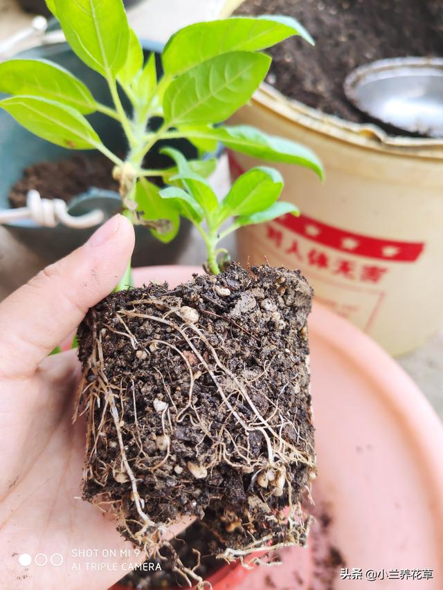 向日葵泰迪熊种子，夏天收获一片花海