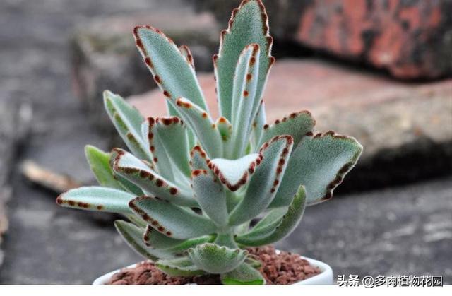 兔子耳朵分几种形态，几种常见的兔子介绍