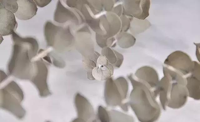 鲜花怎么做成干花，怎么把送的玫瑰花做成干花