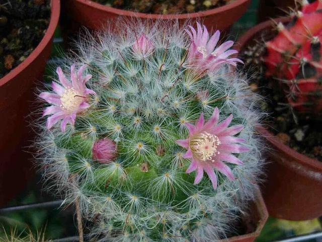 开花最好看的仙人球品种排名，仙人掌的花季来了