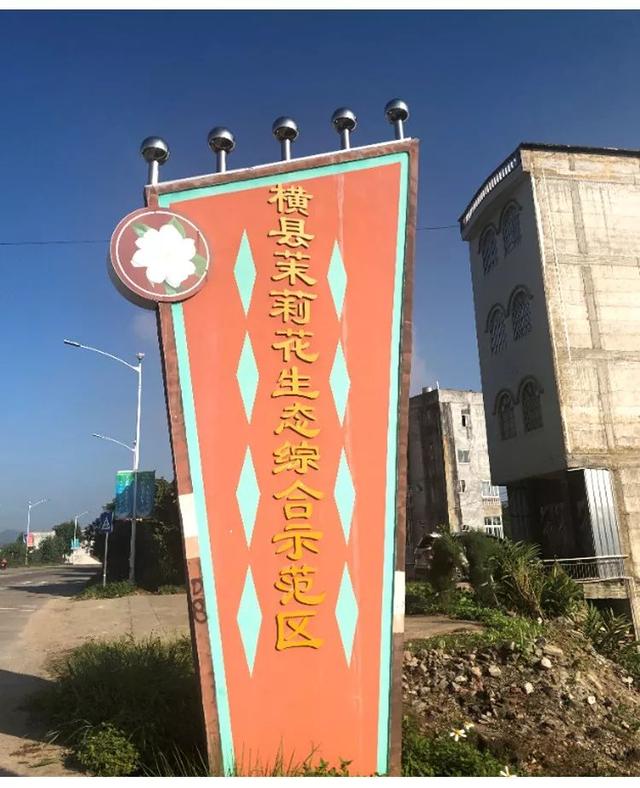 茉莉花茶的作用养护方法，茉莉花茶就是用茉莉花泡的