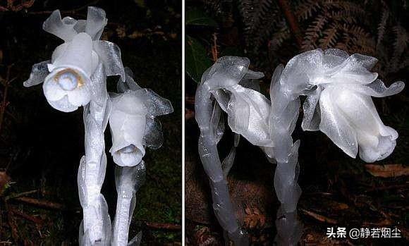 30种简单花草，几种优雅的的花草