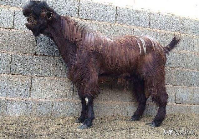 最贵的羊品种是什么，盘点全球最贵的四种羊