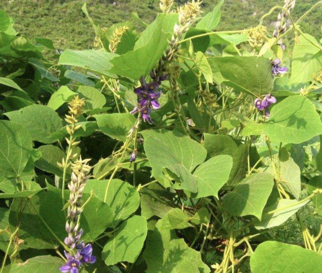野葛的种类及功效，在农村田野边有1种
