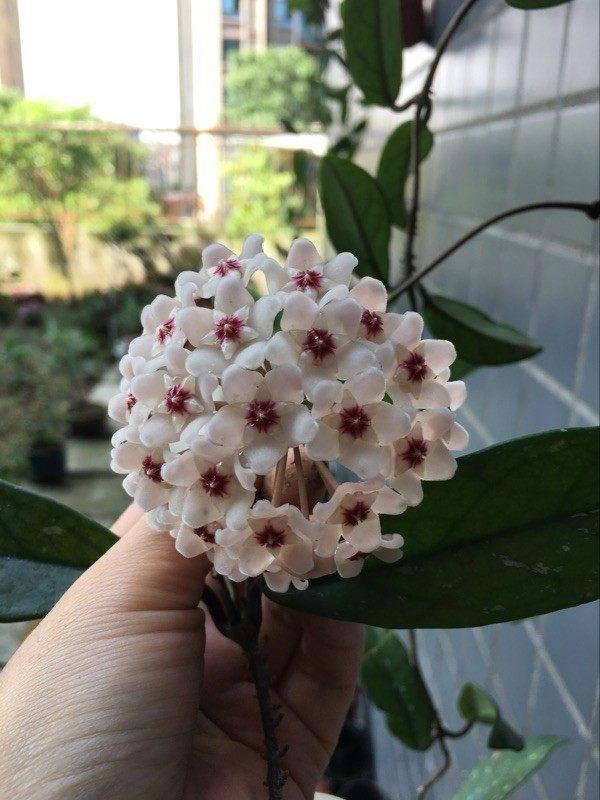 九种适合秋天养的绿植花卉，开花好养的盆栽植物