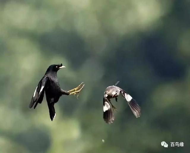 家八哥和鹩哥的区别，八哥与鹩哥常见问题解答