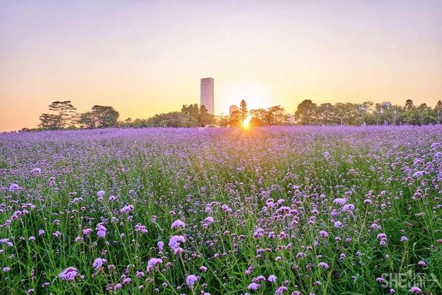 深圳游玩攻略必去的地方免费，7个遛娃好去处全免费