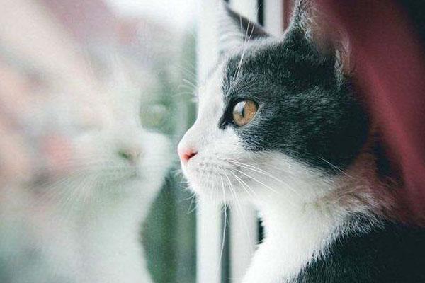 猫传腹早期症状，猫咪得传腹有什么症状（可能是得了“猫传腹”）