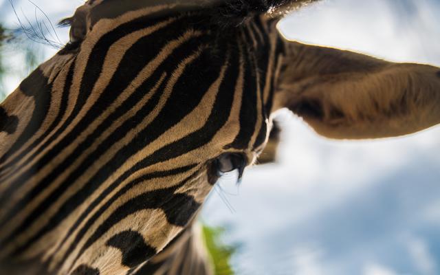 常州野生动物园，常州淹城野生动物园现状