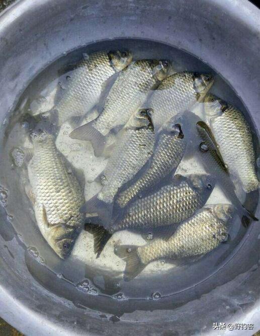 土鲫鱼和鲤鲫怎么区分，湘鲫鱼与鲫鱼有什么区别