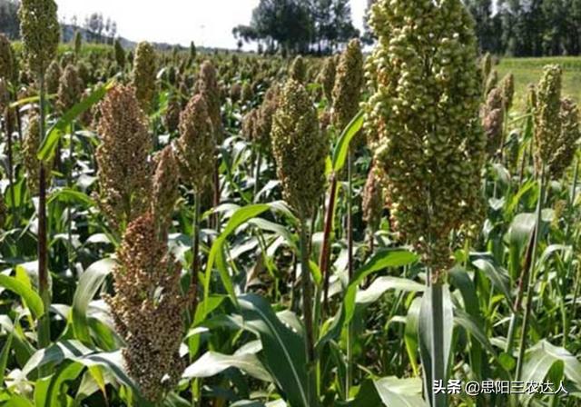 高梁高产栽培技术，高粱怎么种植能高产（高粱高产栽培技术）