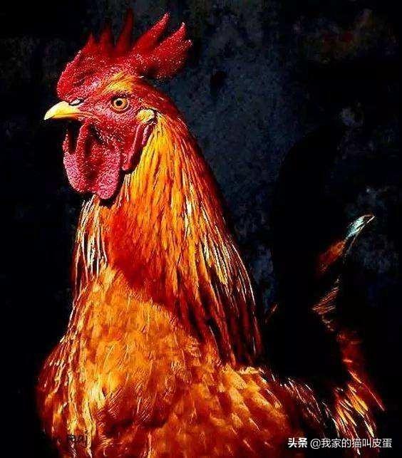 各个国家的国鸟都是什么，法国的国鸟是公鸡