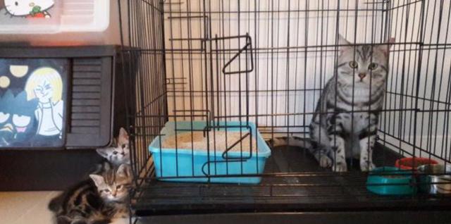 猫咪最害怕的是什么东西，家里的猫咪最害怕这些