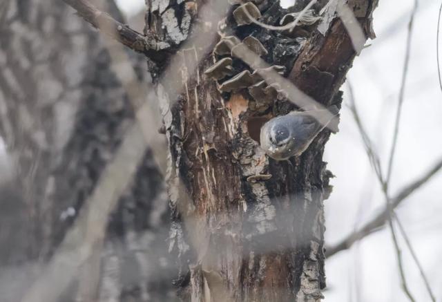 北方春季鸟类不完全图鉴，鸟类介绍（漂亮的鸟儿大合集）