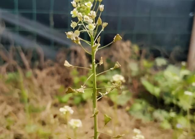 辣辣菜学名叫什么，有一种记忆叫作“辣辣菜”