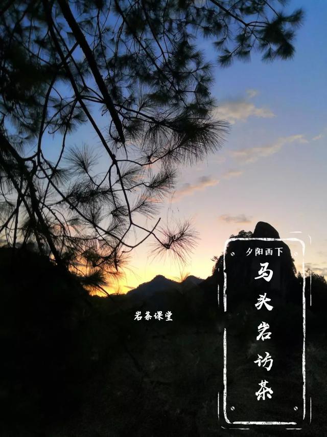 马头岩肉桂是高档茶吗，武夷岩茶肉桂是好茶吗（马头岩肉桂为什么紧随牛栏坑肉桂之后）