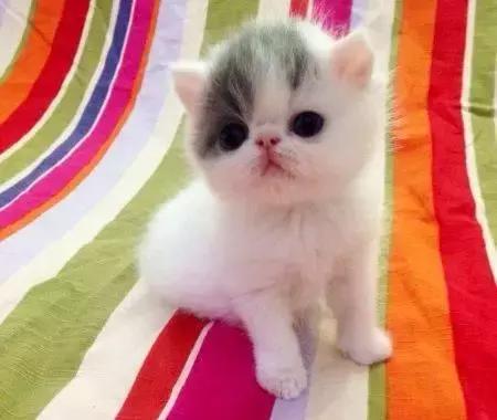 小猫咪怎么喂养，幼猫喂养技巧和方法