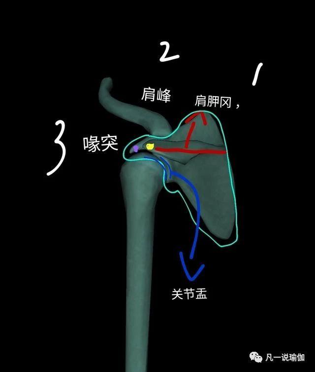 自己怎么开肩效果最好，上来就盲目开肩