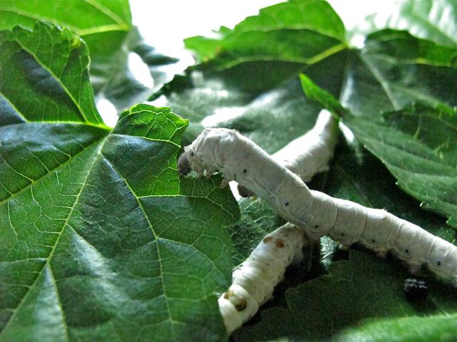 能够蜇人的虫子叫什么，会蜇人的是蝴蝶的毛毛虫