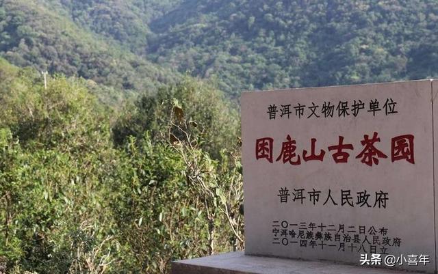 什么叫冰岛普洱茶茶语，为什么叫易武景迈