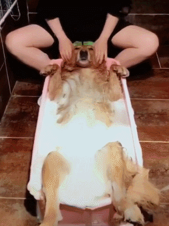 狗狗最害怕哪些东西，狗狗最害怕的7件事