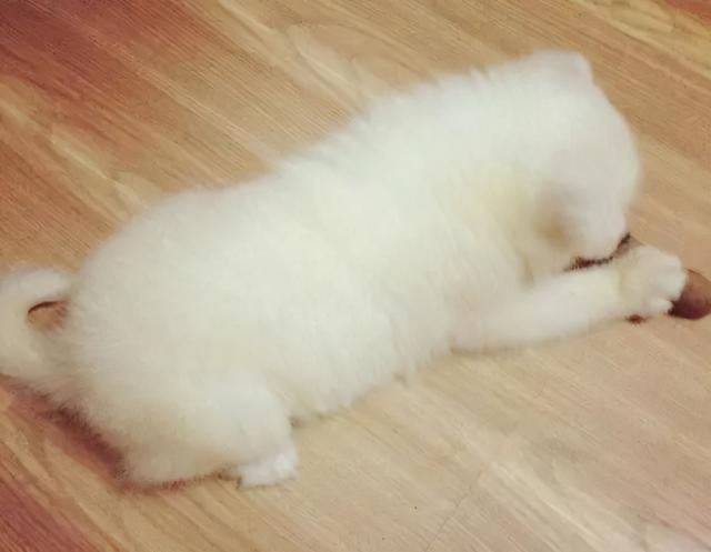 星期狗的特点和习惯，如果狗狗有这些特征