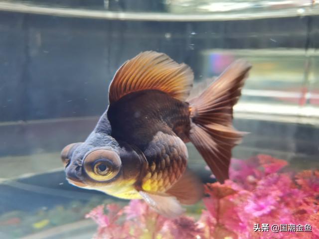 金鱼的品种有哪些，金鱼的品种都有哪些